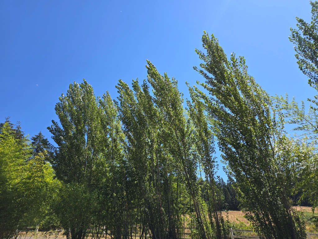 Never Used His Critical&nbsp;Mind