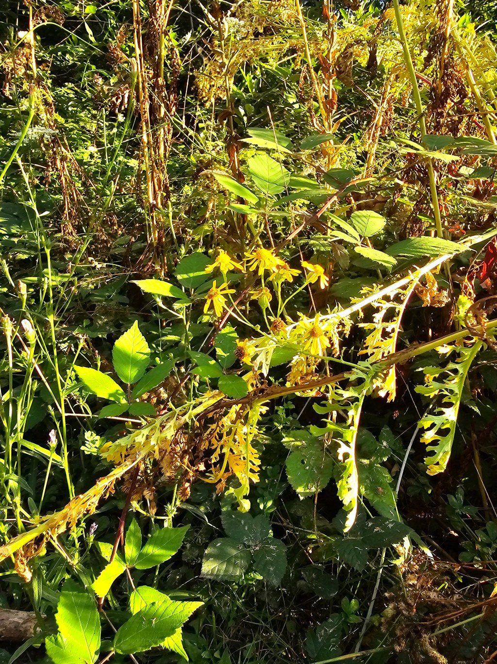 Our Refuge; A&nbsp;Delusion